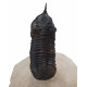 morocconites malladoides
