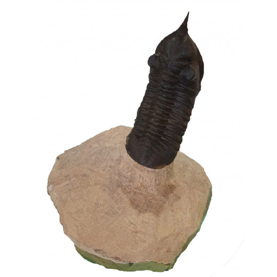 morocconites malladoides