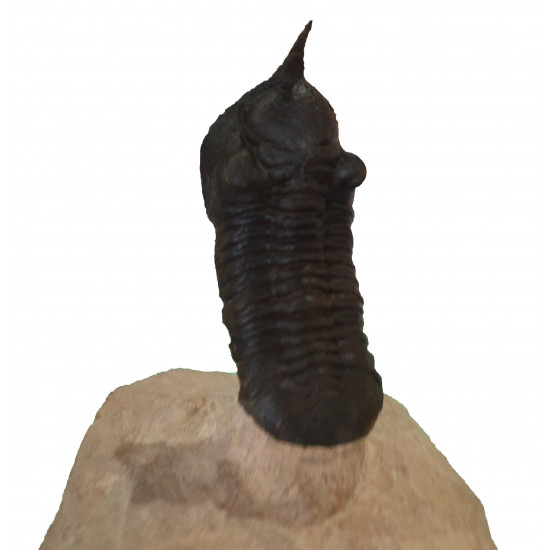 morocconites malladoides