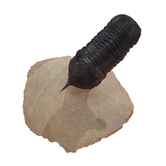 morocconites malladoides
