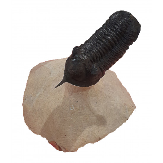 morocconites malladoides