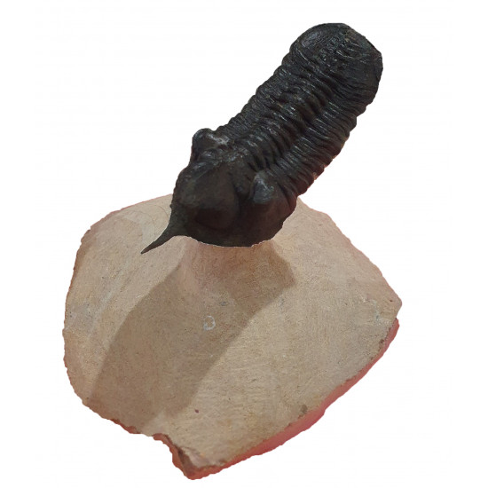 morocconites malladoides