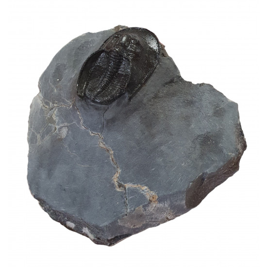 Harpes - Scotoharpes aff. perradiatus pathologique