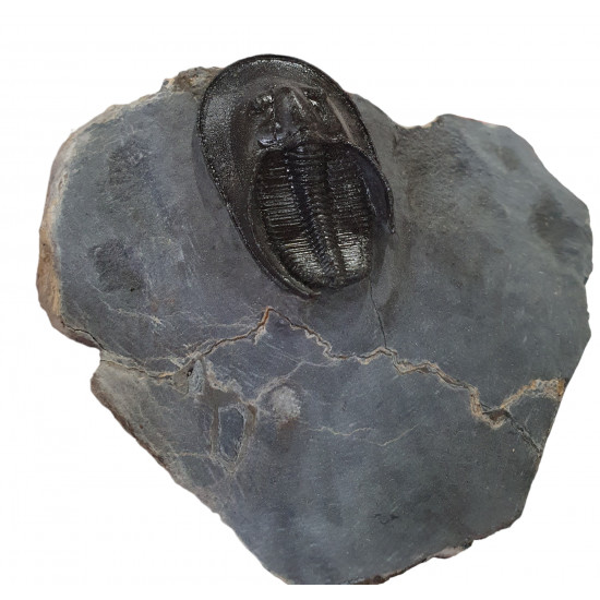 Harpes - Scotoharpes aff. perradiatus pathologique