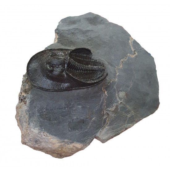 Harpes - Scotoharpes aff. perradiatus pathologique