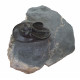 Harpes - Scotoharpes aff. perradiatus pathologique