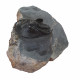 Harpes - Scotoharpes aff. perradiatus pathologique