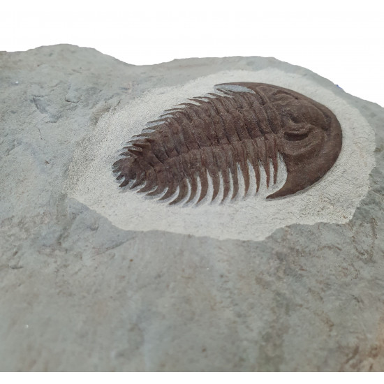 Longianda termieri