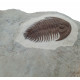 Longianda termieri