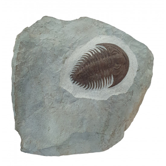 Longianda termieri
