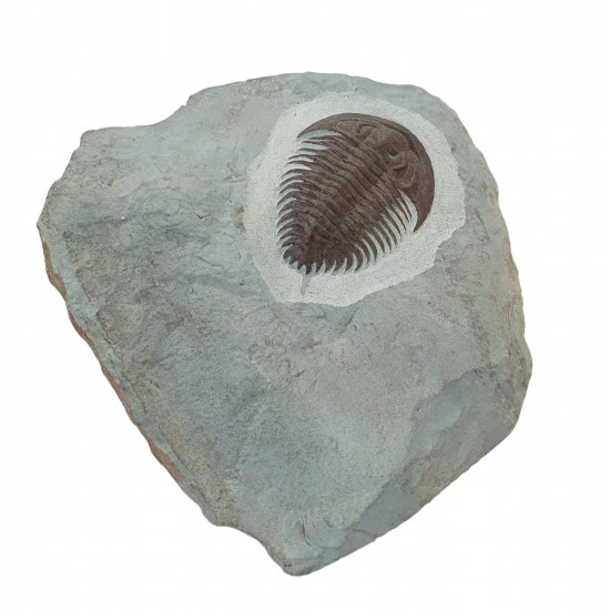 Longianda termieri