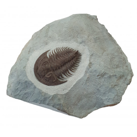 Longianda termieri