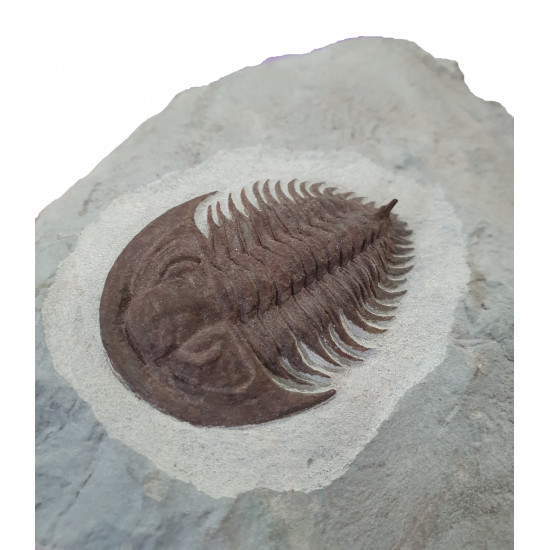 Longianda termieri