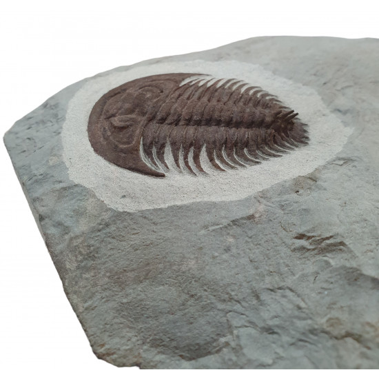 Longianda termieri
