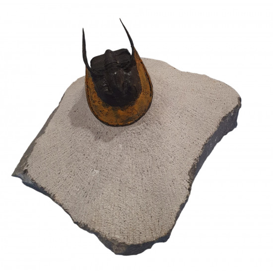 Harpes - Scotoharpes aff. perradiatus