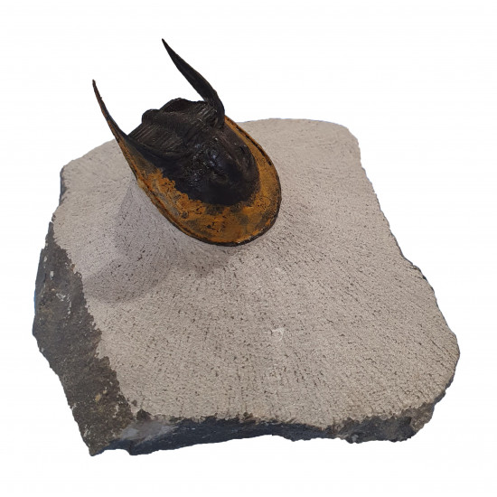 Harpes - Scotoharpes aff. perradiatus