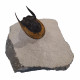 Harpes - Scotoharpes aff. perradiatus