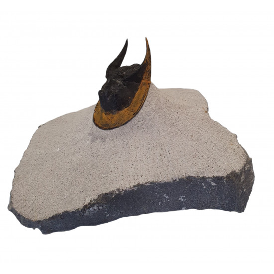 Harpes - Scotoharpes aff. perradiatus