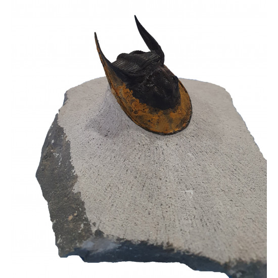 Harpes - Scotoharpes aff. perradiatus