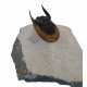 Harpes - Scotoharpes aff. perradiatus