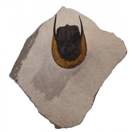 Harpes - Scotoharpes aff. perradiatus