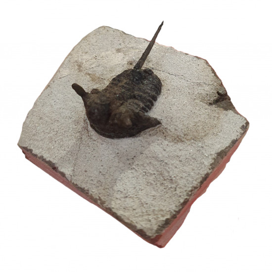 cyphaspis sp.