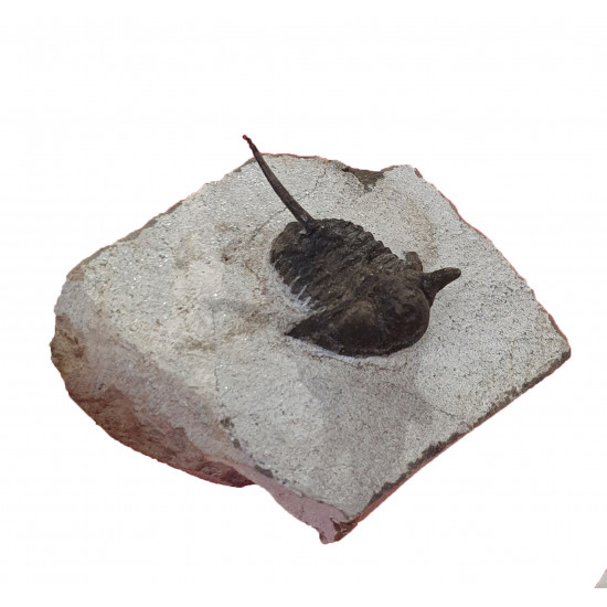 cyphaspis sp.