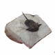 cyphaspis sp.