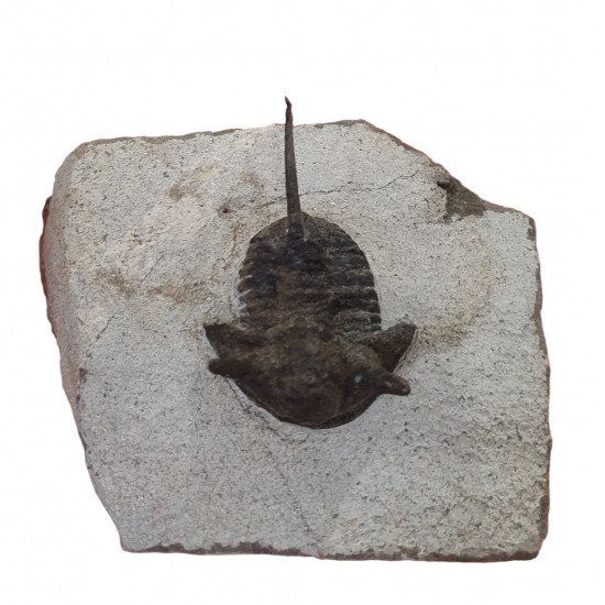 cyphaspis sp.