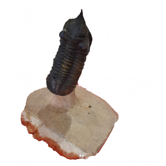 morocconites malladoides