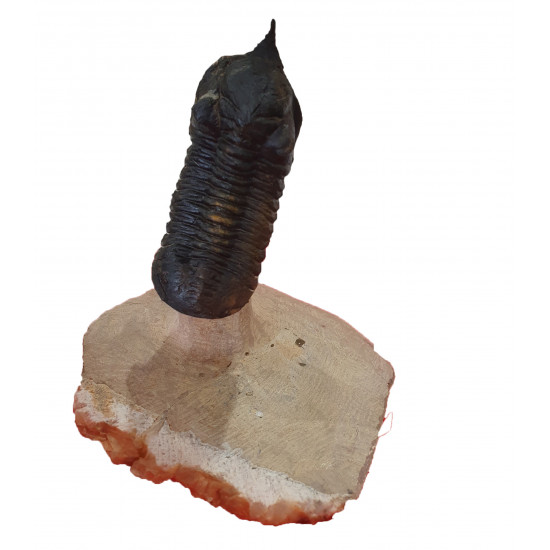 morocconites malladoides