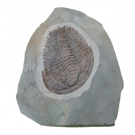 Longianda termieri