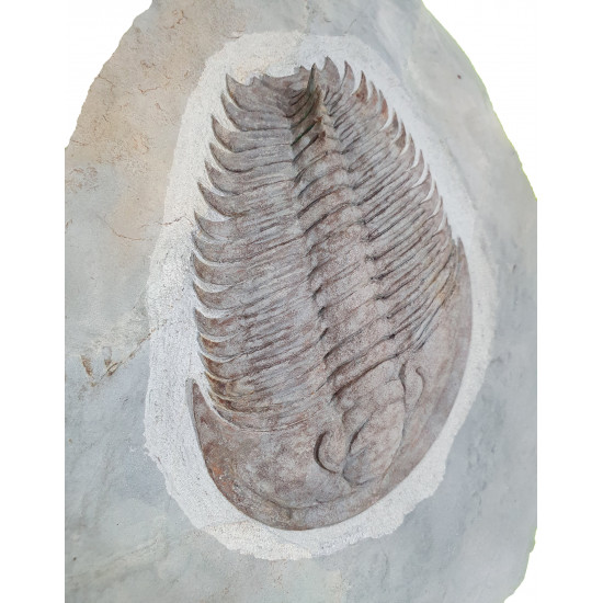 Longianda termieri