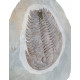 Longianda termieri