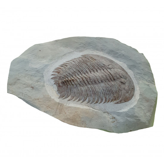 Longianda termieri