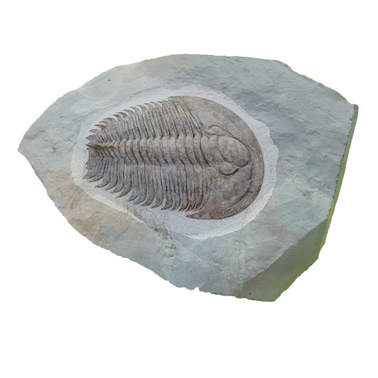 Longianda termieri