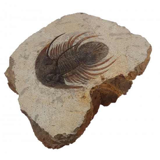 kolihapeltis chlupaci hollardi