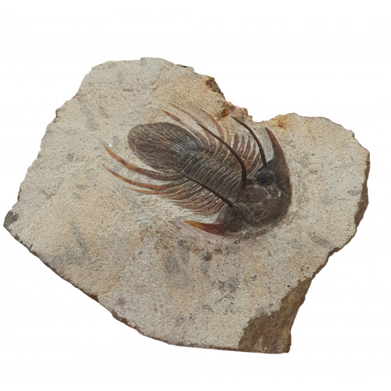 kolihapeltis chlupaci hollardi