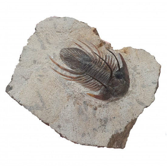 kolihapeltis chlupaci hollardi