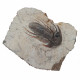 kolihapeltis chlupaci hollardi