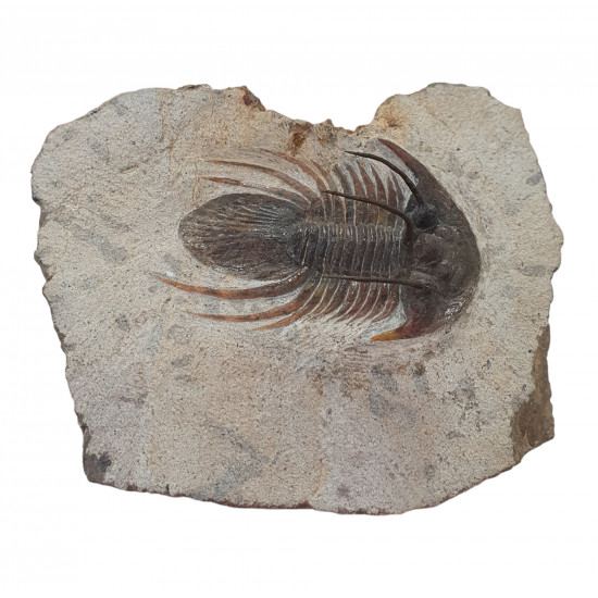 kolihapeltis chlupaci hollardi