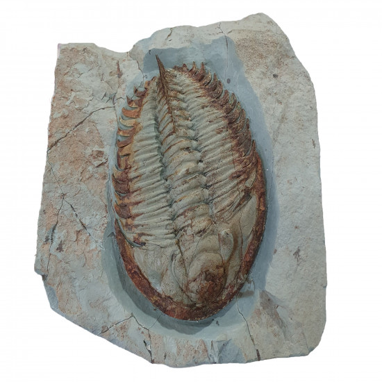 Longianda termieri