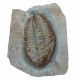 Longianda termieri