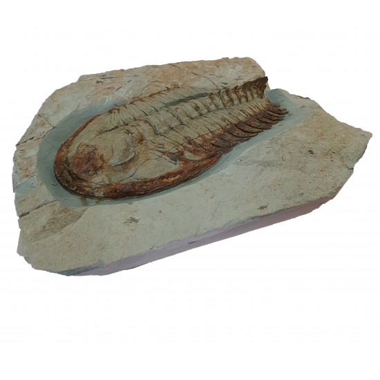 Longianda termieri