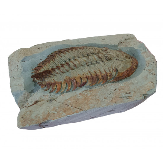 Longianda termieri