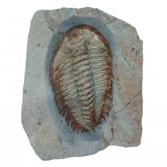 Longianda termieri
