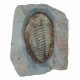 Longianda termieri