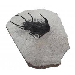 Ceratarges zirengensis