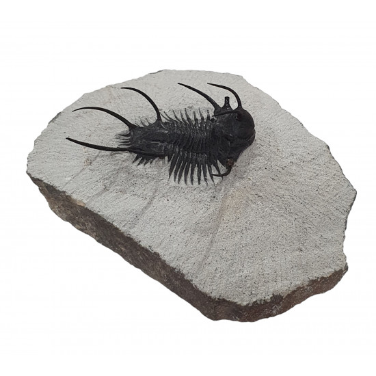 Ceratarges zirengensis