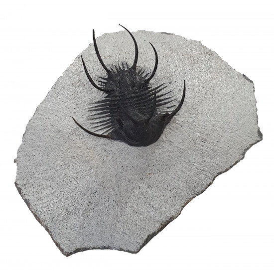 Ceratarges zirengensis